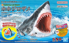 Load image into Gallery viewer, Exploring Lab Nature Carcharodon Carcharias Great White Shark
